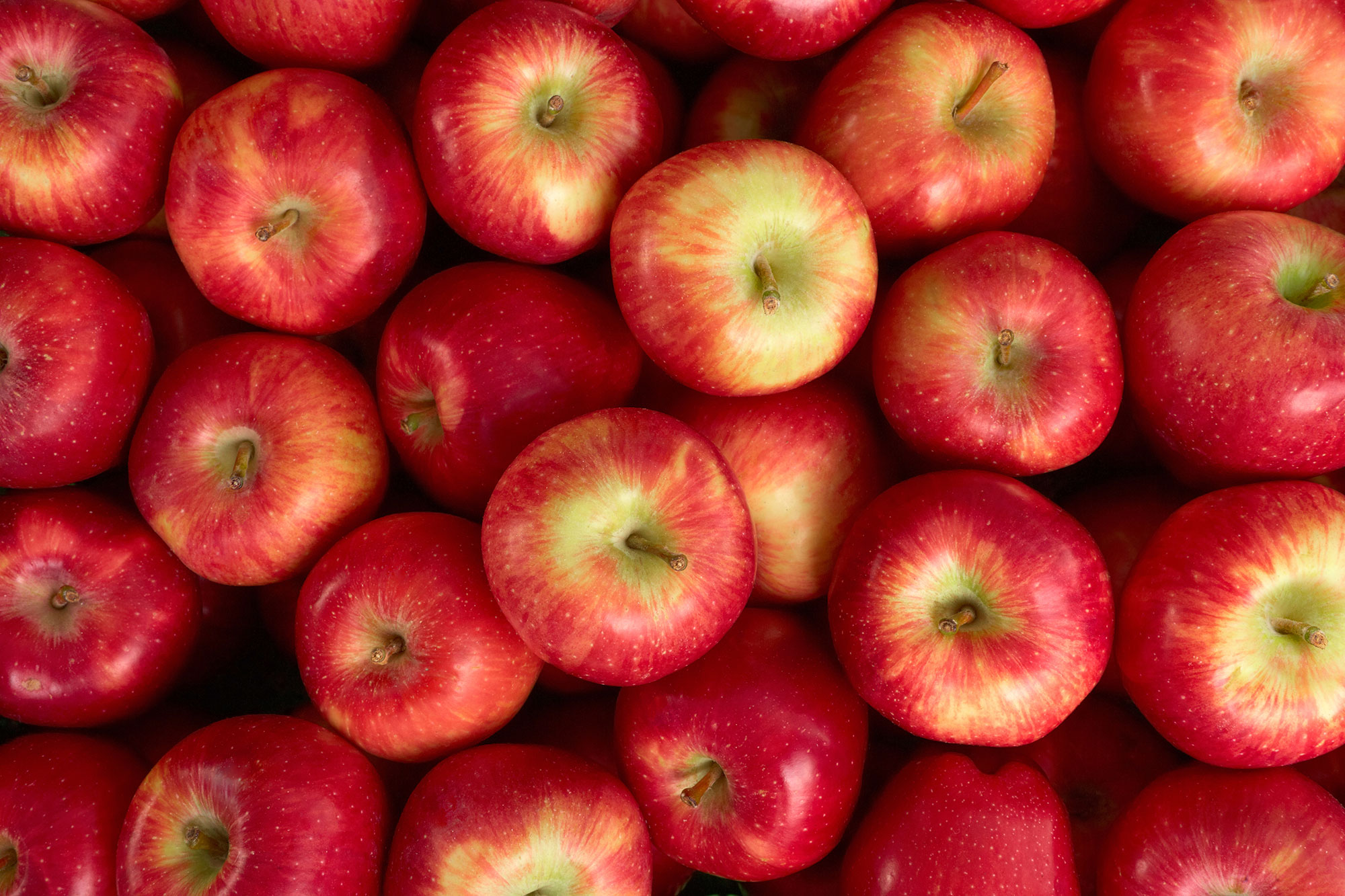 Apples for Tall Pines moonshine